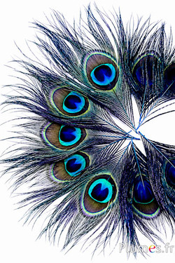 Pfau blau - 13-18 cm - nachtblau